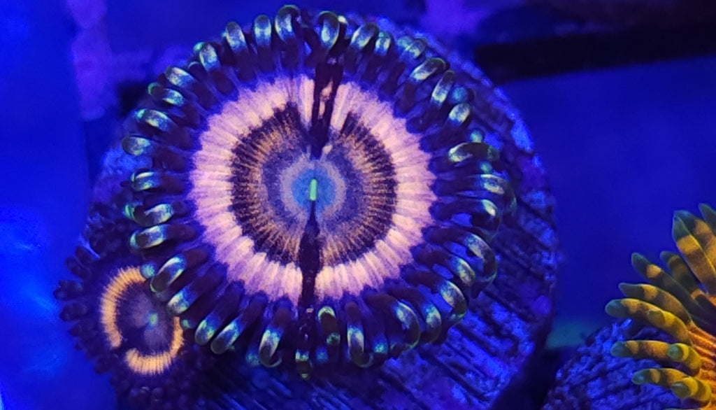 US Zoa DeathStar - 観賞魚生体