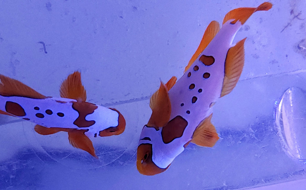 Lightning / gold nugget maroon clown pair – Exotic Aquaculture Australia